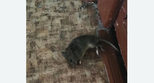 Дезинфекция от мышей в Новоржеве