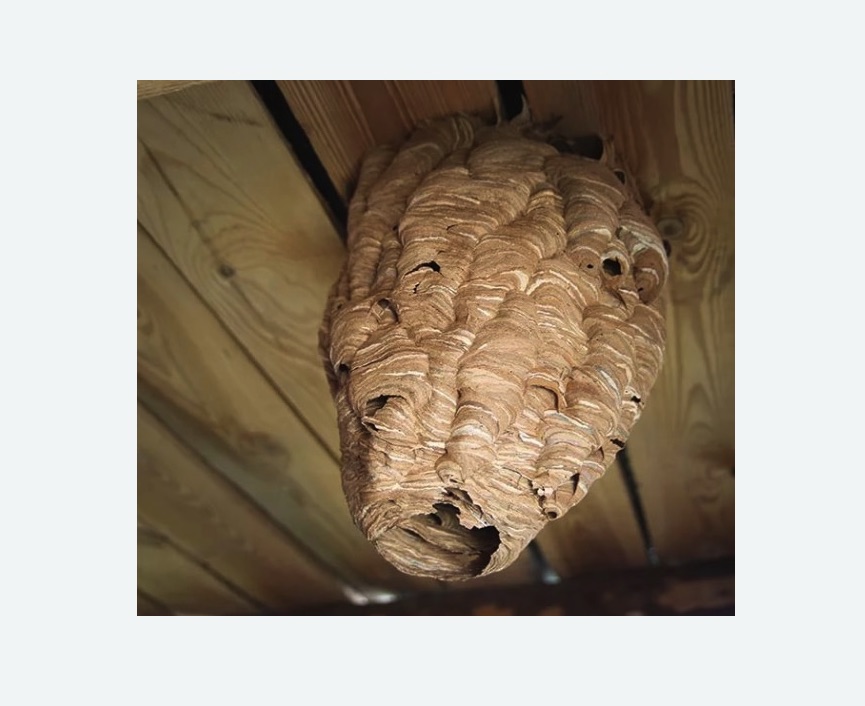 обработка от шершней в Новоржеве