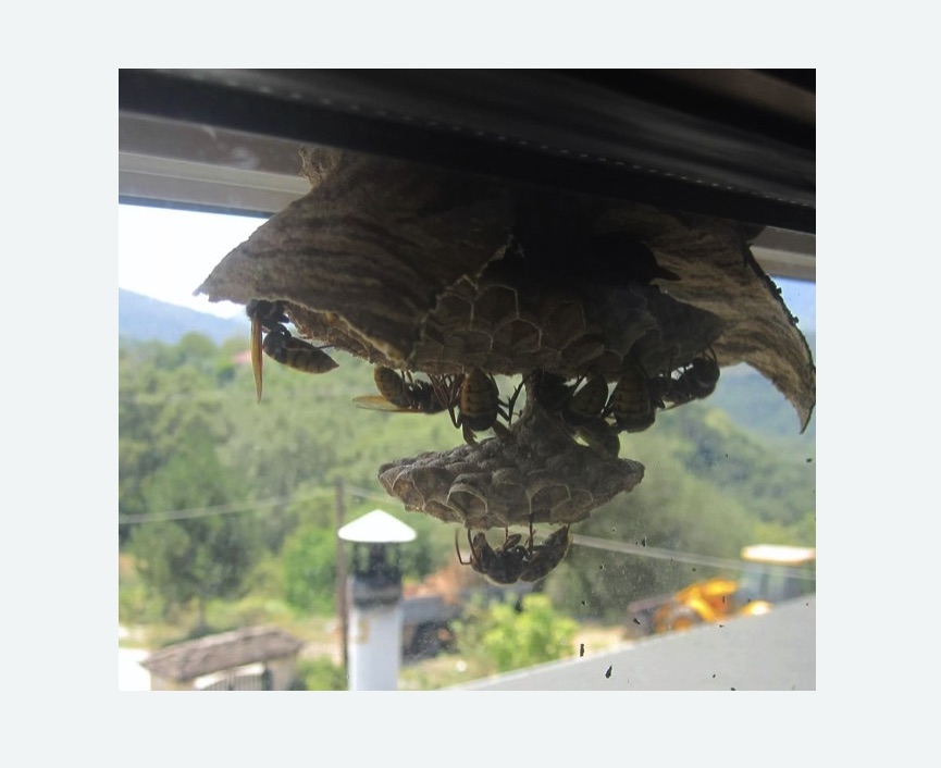 Уничтожение гнёзд шершней в Новоржеве