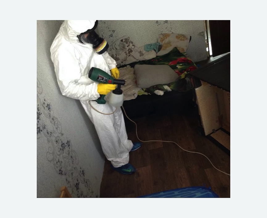 Обработка от насекомых в Новоржеве Обработка квартиры от насекомых