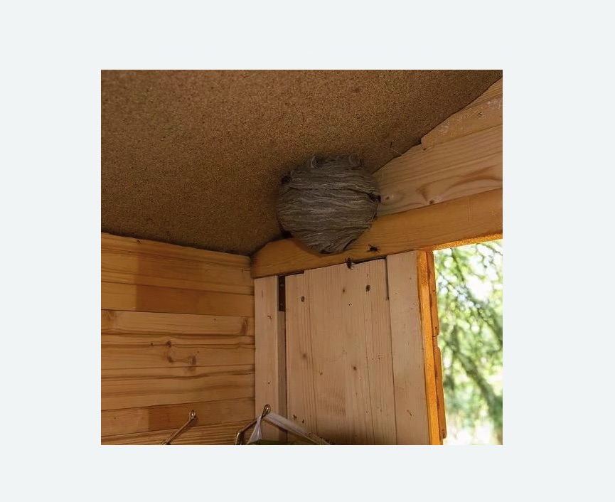 Обработка от ос в Новоржеве Обработка от ос