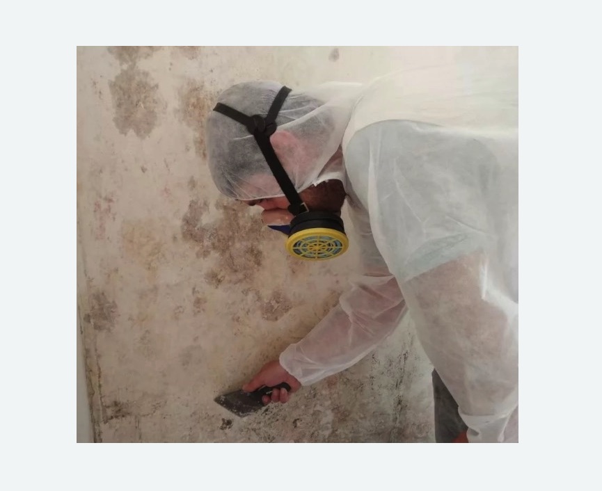 Обработка стен от плесени в Новоржеве