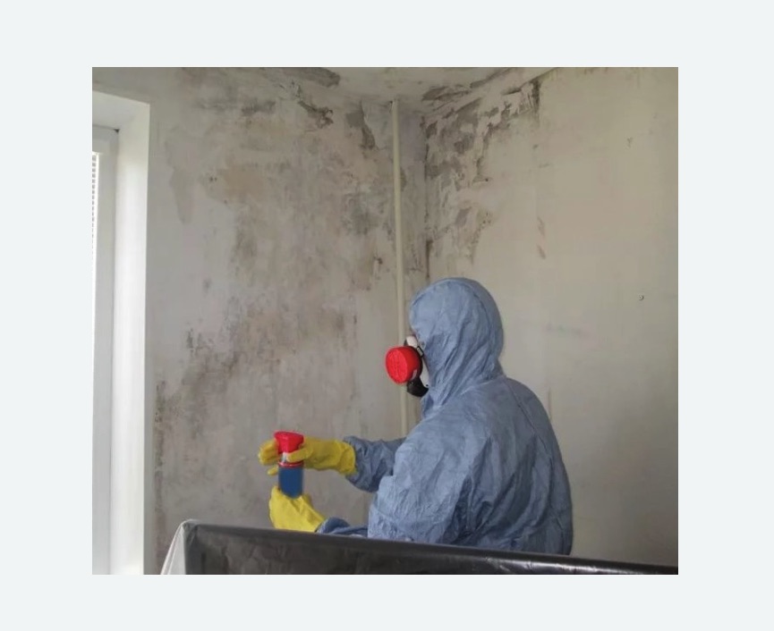 Удаление плесени в квартире в Новоржеве