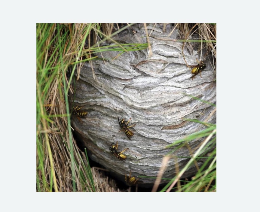 Уничтожение ос и ульев Уничтожение ос и ульев в Новоржеве